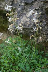 Attēlu rezultāti vaicājumam “Silene borysthenica”
