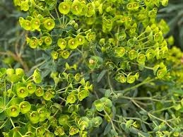 Attēlu rezultāti vaicājumam “Koeleria glauca flower”