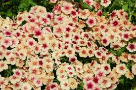Image result for Phlox drummondii