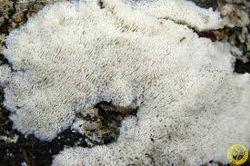 Attēlu rezultāti vaicājumam “Cinereomyces lindbladii”