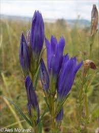 Attēlu rezultāti vaicājumam “Gentiana pneumonanthe leaf”