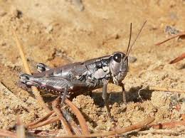 Attēlu rezultāti vaicājumam “Podisma pedestris”