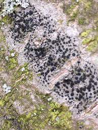 Attēlu rezultāti vaicājumam “Lecidella elaeochroma”