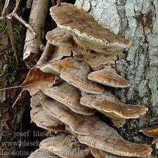 Attēlu rezultāti vaicājumam “Inonotus radiatus”