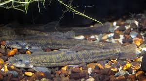 Attēlu rezultāti vaicājumam “Barbatula barbatula”