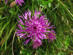 Attēlu rezultāti vaicājumam “Centaurea scabiosa flower”