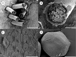 Attēlu rezultāti vaicājumam “Milesina murariae”