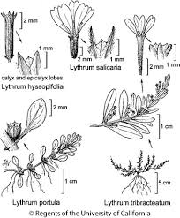 Attēlu rezultāti vaicājumam “Lythrum salicaria flower”