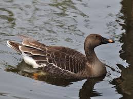 Attēlu rezultāti vaicājumam “Anser serrirostris”