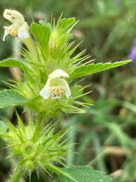 Attēlu rezultāti vaicājumam “Galeopsis bifida”