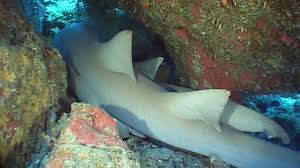 Image result for Nebrius ferrugineus