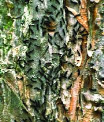 Attēlu rezultāti vaicājumam “Lymantria monacha pupa”