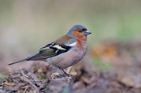 Attēlu rezultāti vaicājumam “Fringilla coelebs male”