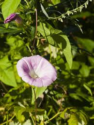 Attēlu rezultāti vaicājumam “Convolvulus arvensis flower”