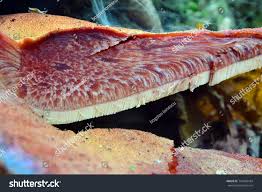 Attēlu rezultāti vaicājumam “Fistulina hepatica”