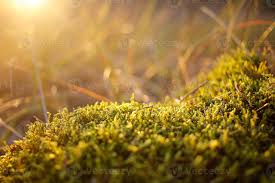 Attēlu rezultāti vaicājumam “Cirriphyllum piliferum”