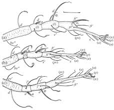 Attēlu rezultāti vaicājumam “Belbodamaeus sp.”