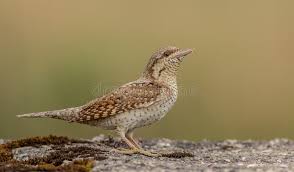 Attēlu rezultāti vaicājumam “Jynx torquilla adult”