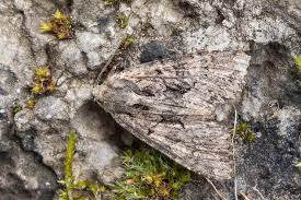 Attēlu rezultāti vaicājumam “Mniotype satura”