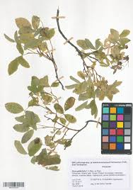 Attēlu rezultāti vaicājumam “Rosa glabrifolia”