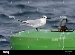 Attēlu rezultāti vaicājumam “Sterna sandvicensis adult”