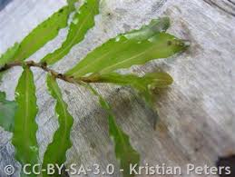 Attēlu rezultāti vaicājumam “Potamogeton compressus leaf”