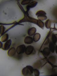 Attēlu rezultāti vaicājumam “Stemonitopsis hyperopta var. landewaldii”