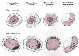 Attēlu rezultāti vaicājumam “Enteridium variabile plasmodium”