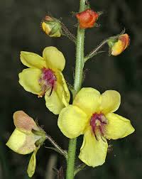 Image result for Verbascum blattaria