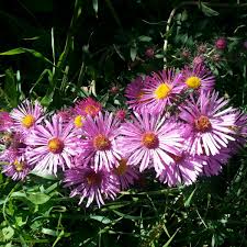 Image result for Aster novae-angliae