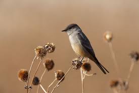 Image result for Sayornis phoebe