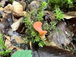 Attēlu rezultāti vaicājumam “Tremiscus helvelloides”