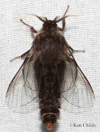 Attēlu rezultāti vaicājumam “Psychidae”