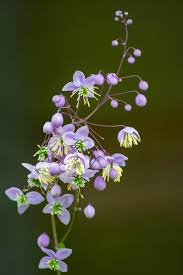 Attēlu rezultāti vaicājumam “Thalictrum lucidum”