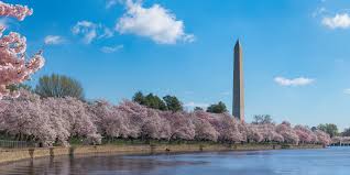 Image result for "cherry blossom" washington