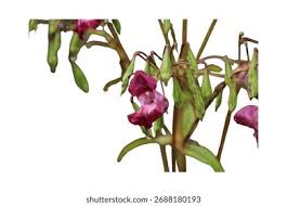 Attēlu rezultāti vaicājumam “Impatiens glandulifera leaf”