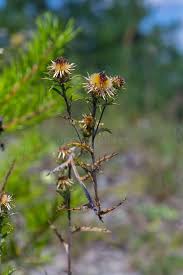 Attēlu rezultāti vaicājumam “Carlina biebersteinii flower”