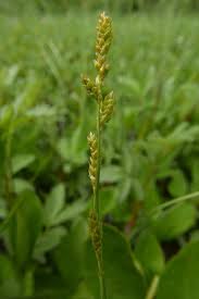 Attēlu rezultāti vaicājumam “Carex scandinavica”