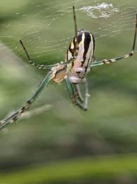 Attēlu rezultāti vaicājumam “Tetragnathidae”