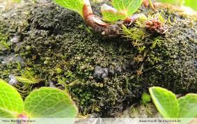 Attēlu rezultāti vaicājumam “Jungermannia sphaerocarpa”