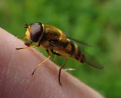 Attēlu rezultāti vaicājumam “Syrphus sp.”