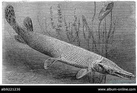 Image result for Lepisosteus osseus