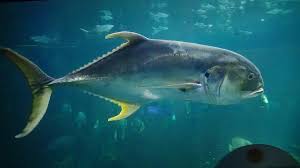 Image result for Caranx hippos