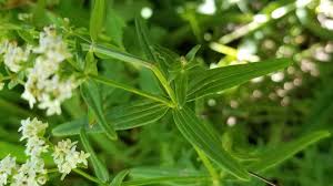 Attēlu rezultāti vaicājumam “Galium aparine leaf”