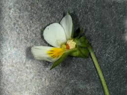 Attēlu rezultāti vaicājumam “Viola arvensis bud”