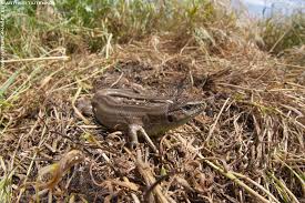 Attēlu rezultāti vaicājumam “Lacerta agilis female”