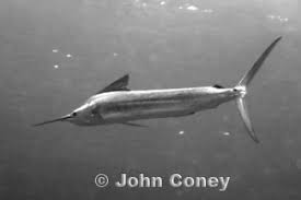 Image result for Istiophorus platypterus