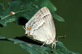 Attēlu rezultāti vaicājumam “Favonius quercus”