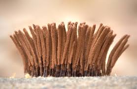 Attēlu rezultāti vaicājumam “Stemonitis axifera stalked”