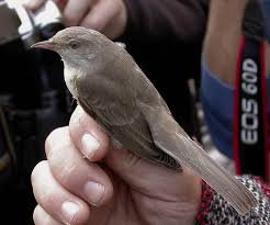 Attēlu rezultāti vaicājumam “Sylvia nisoria”
